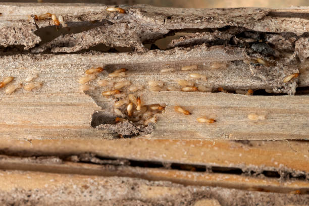 Bird Control in Gibson, AR
